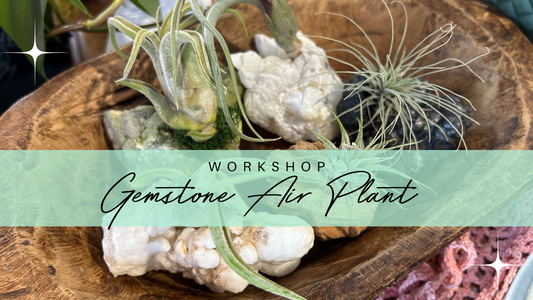 A DIY Gemstone Air Plant Workshop for Nature-Inspired Craftsmanship